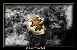 One Nudibranche eating a black sponge on a Biorock struct... by Luc Tranchet 